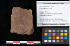 Foto (Objekt + Etikett) von Pinus goethana Unger (NHMW-GEO-2024-0188-0286)